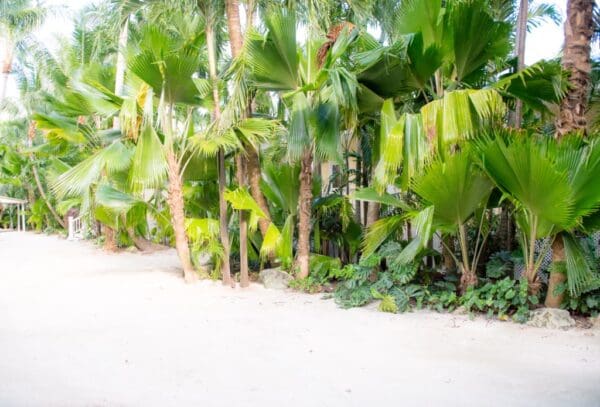 Island Palm Estate Shore Breeze - Image 15